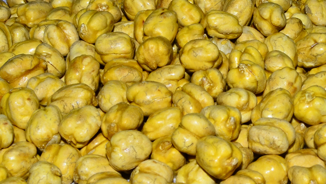 Sarı Leblebi الحمص الصفراء Yellow Chickpeas 